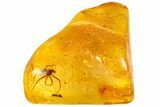 Fossil Ant (Formicidae) & Large Spider (Aranea) In Baltic Amber #105460-4
